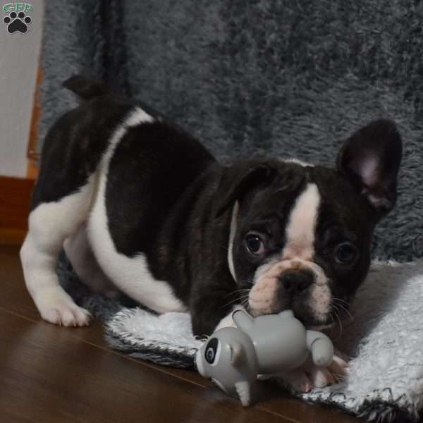 Twilight, French Bulldog Mix Puppy